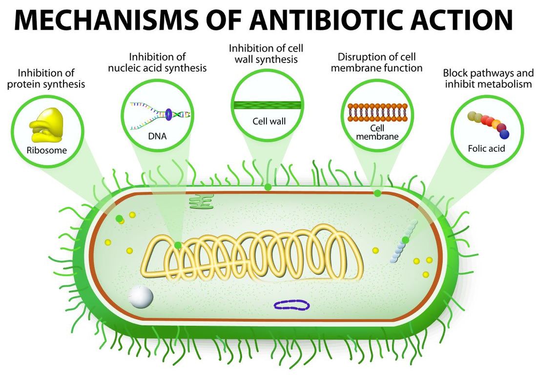 gram positive vs gram negative bacteria antibiotics