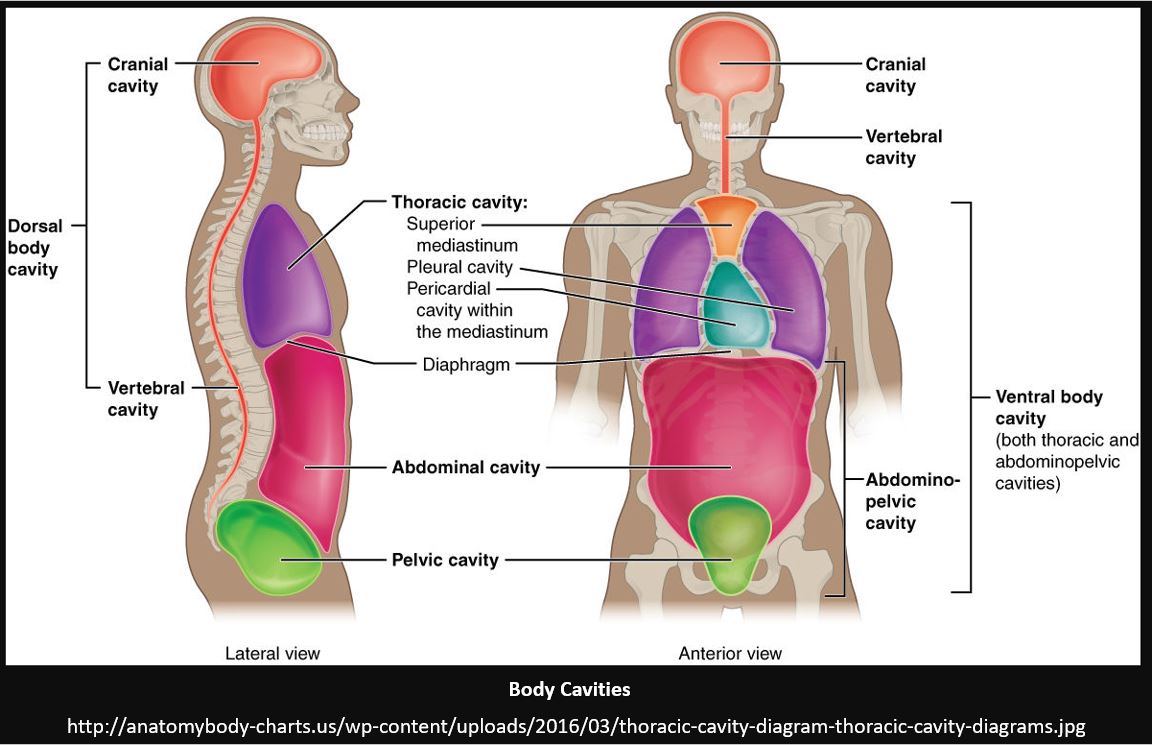 body-cavities-and-membranes-scientist-cindy