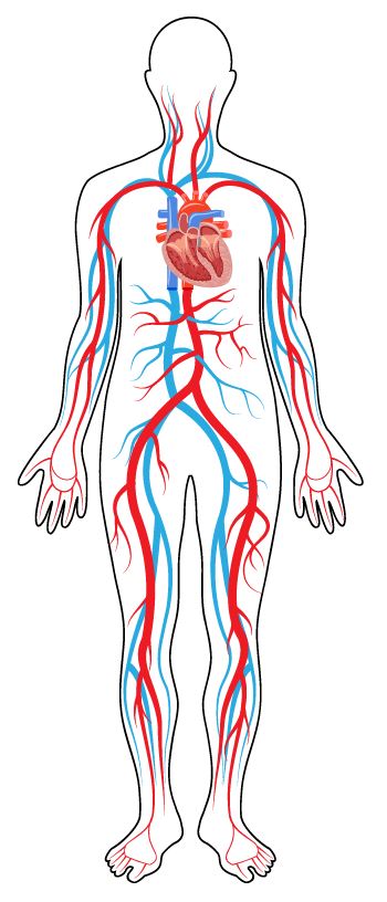 Intro to the Circulatory System - SCIENTIST CINDY
