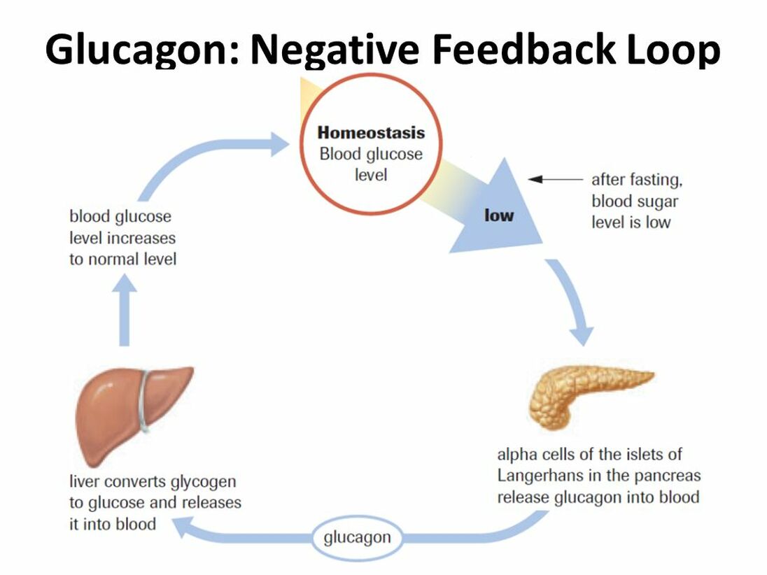 negative feedback loop insulin
