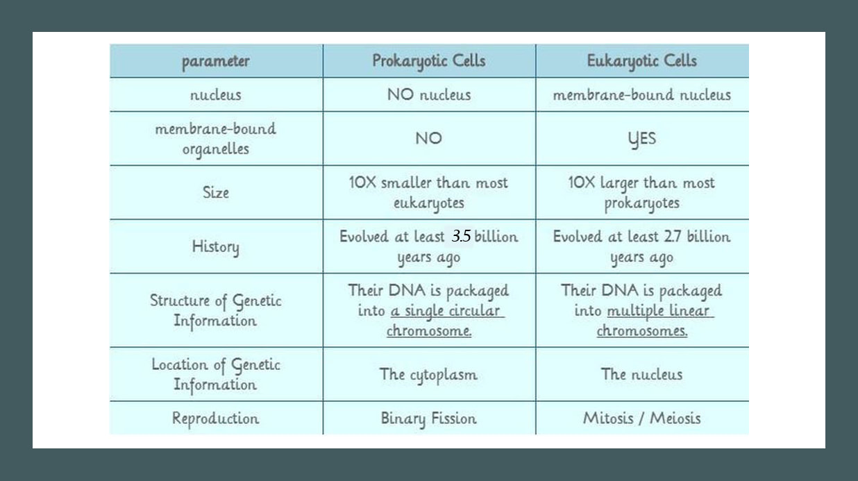 Prokaryotic and Eukaryotic Cells - SCIENTIST CINDY
