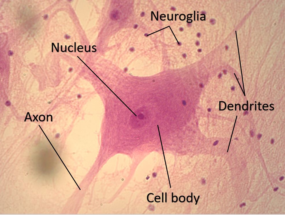 Diagram Of Neuron To Label