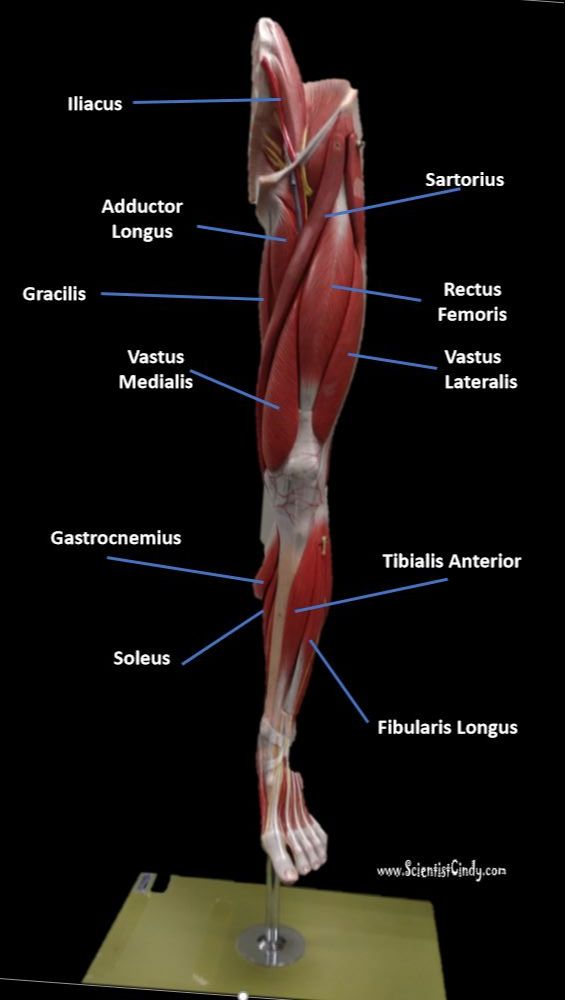 Leg Muscle Diagram Anterior - Back Of Leg Muscle Diagram ~ DIAGRAM