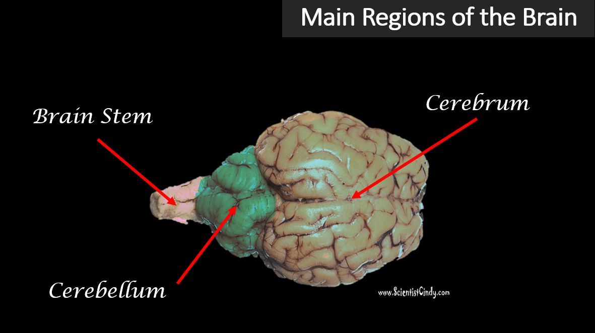 cerebrum dispersio soundtrac