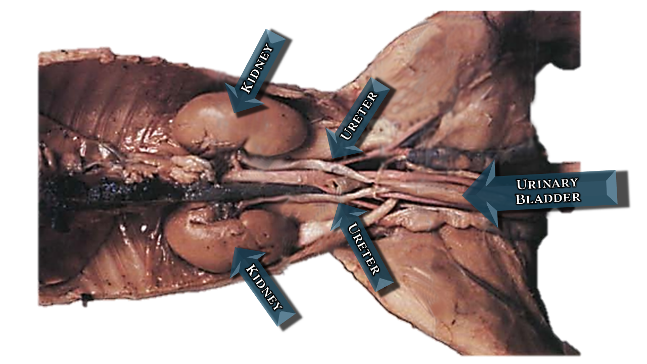 fetal pig dissection diagrams labeled