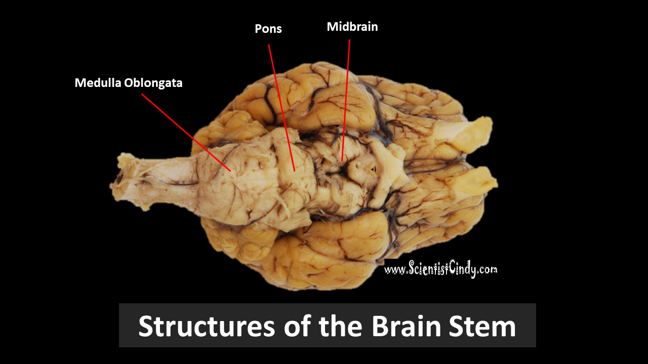 mammillary body sheep brain