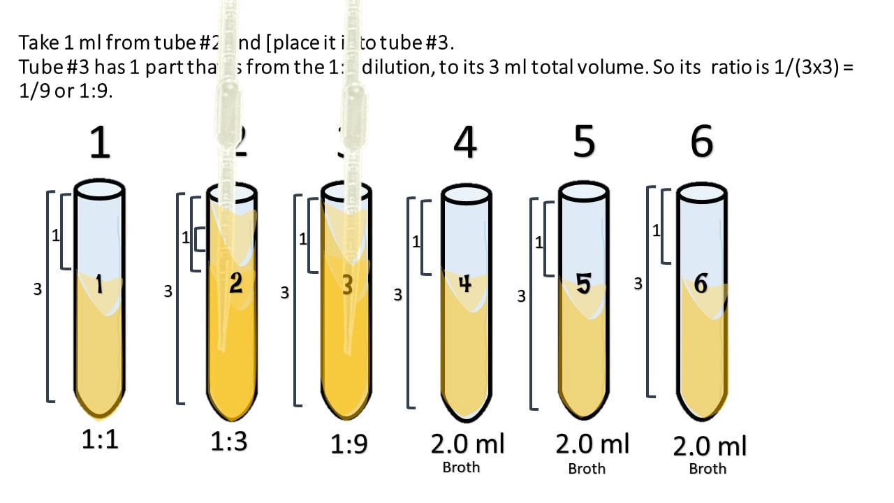 discussion for serial dilution experiment