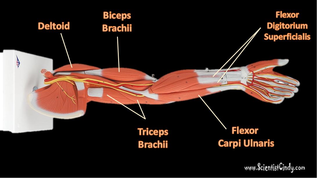 anterior upper leg muscles