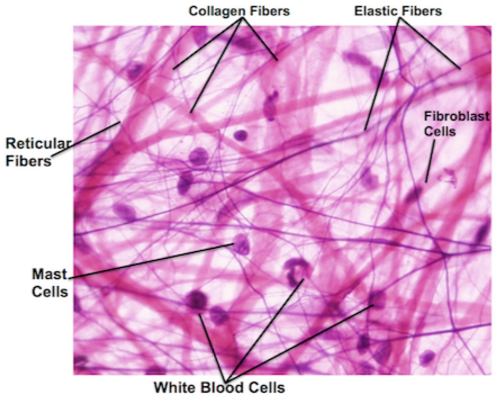 reticular connective tissue slides labeled