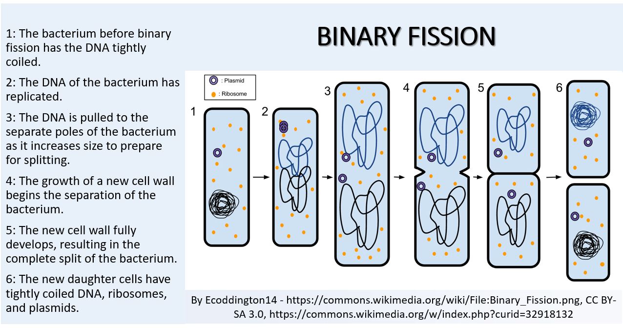 define binary fission and generation time