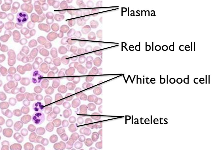 red blood cells diagram labelled simple