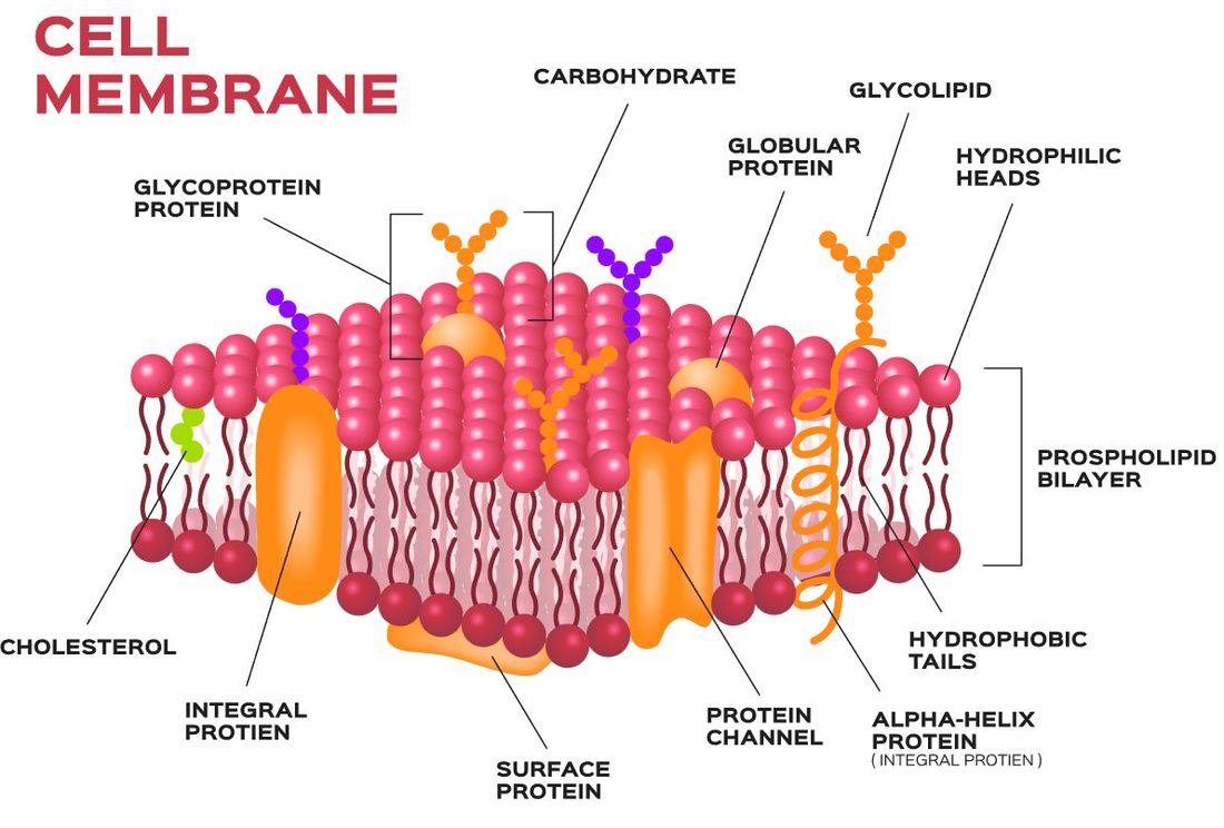 cell membrane of a cell