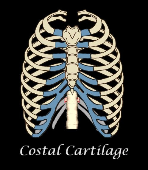 costal cartilage