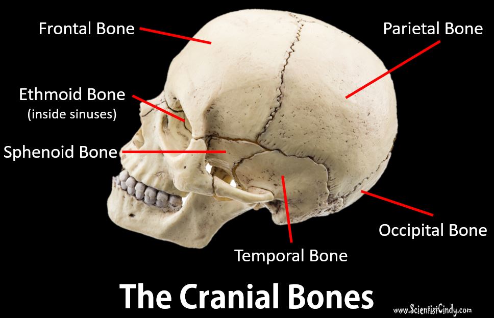 cranial bones labeled