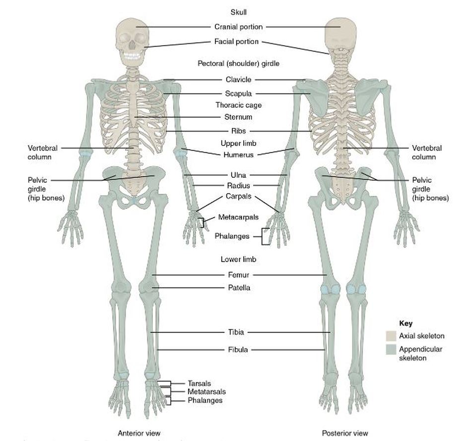 anatomical position skeleton