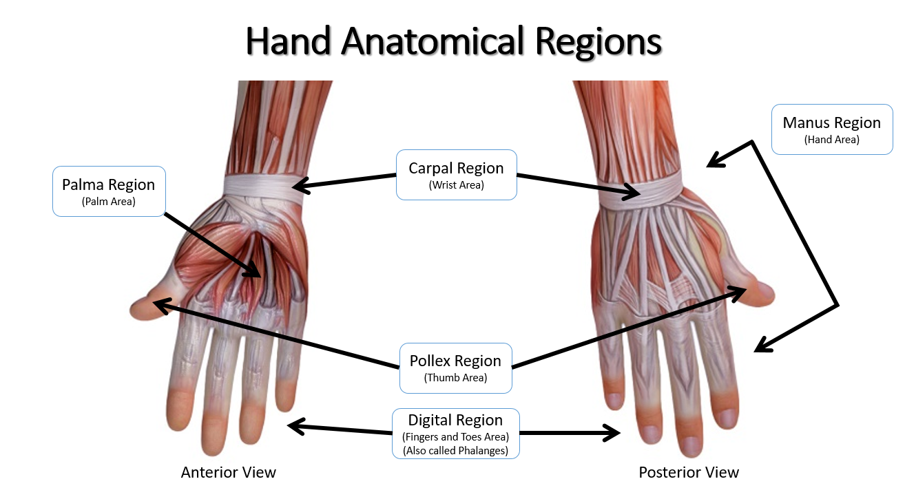 Anatomical Regions - SCIENTIST CINDY