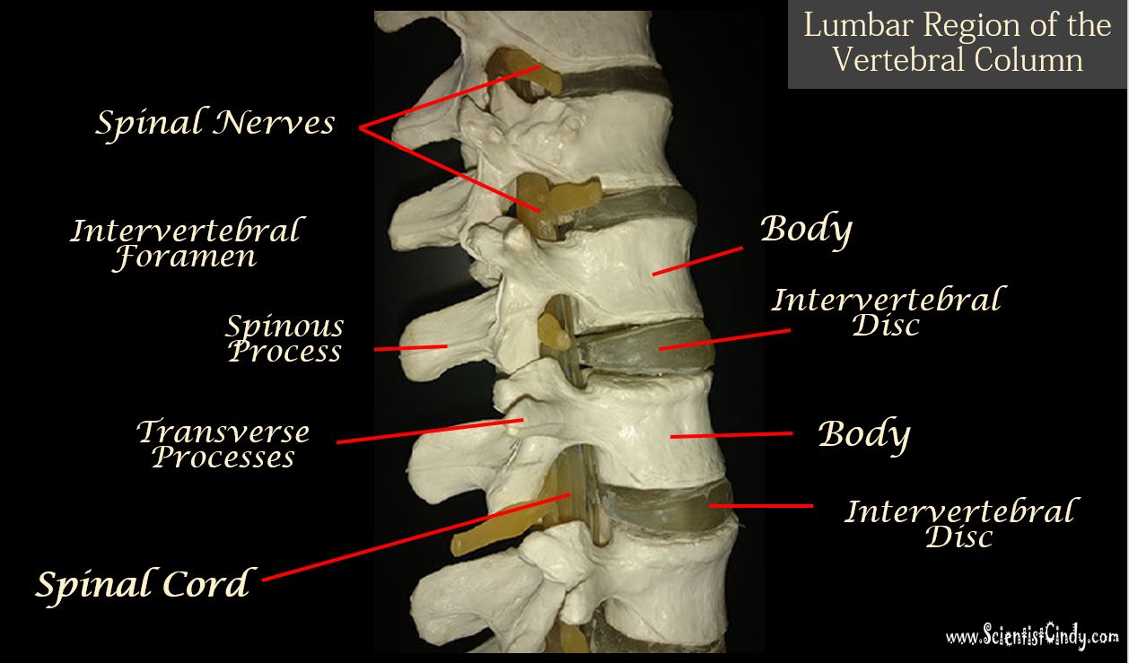immovable joint between flat bones of the skull united by a thin layer of dense connective tissue