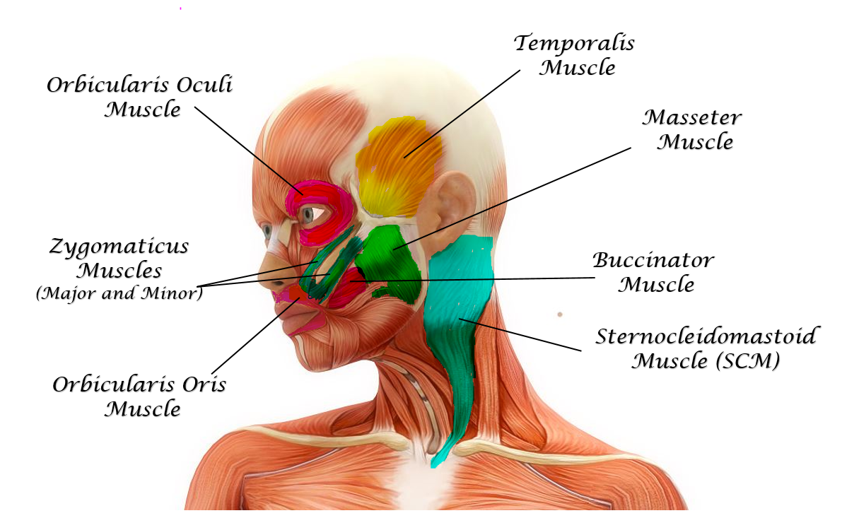 The Muscles Of The Head Trunk And Shoulders Scientist Cindy