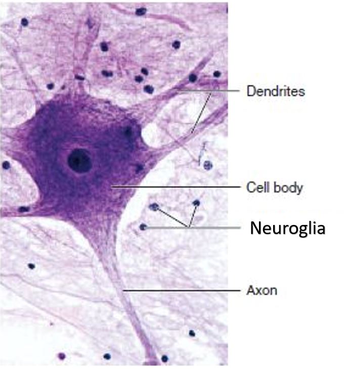 Histology Of Nervous Tissue