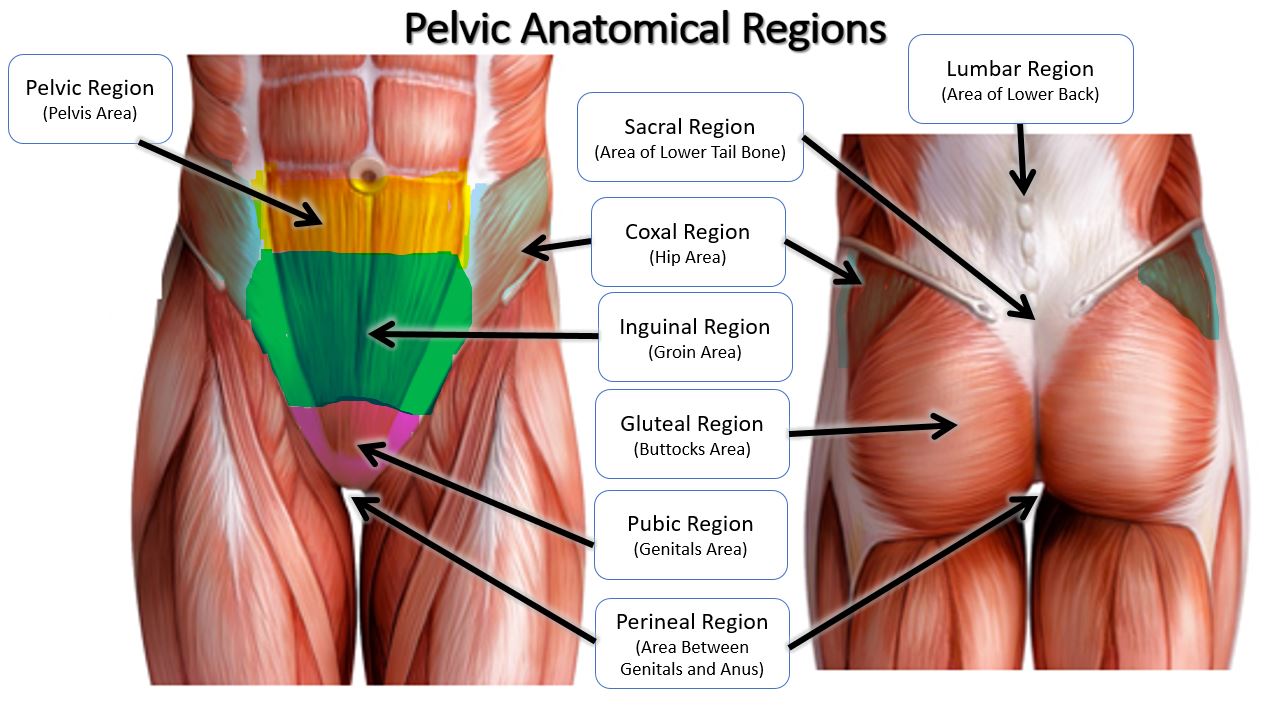 Defined anatomic locations of the suprapubic area (A), groin (B), and