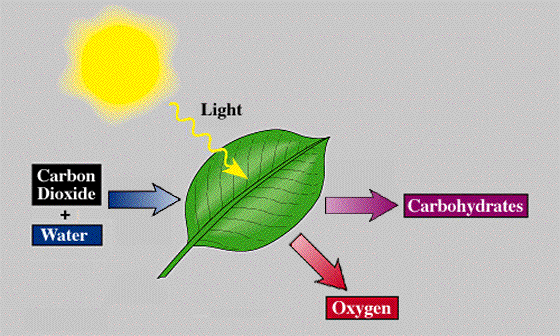 Photosynthesis And Cellular Respiration Scientist Cindy
