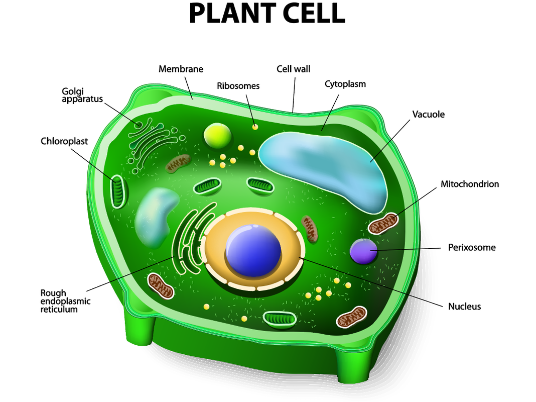 a) Draw a diagram of an animal cell and label its seven parts.(b) Mentio..