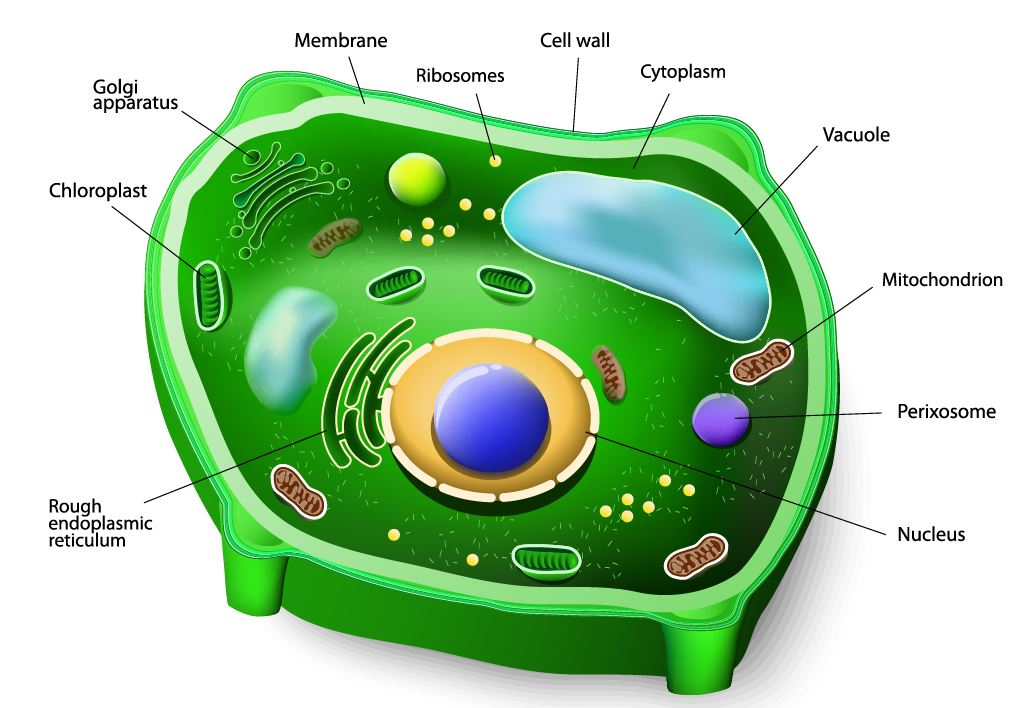 Prokaryotic And Eukaryotic Cells Scientist Cindy