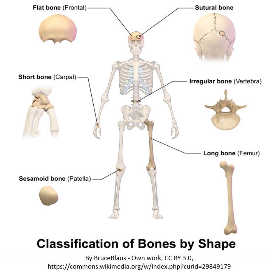 even bones