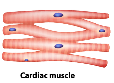 cardiac muscle cell shape