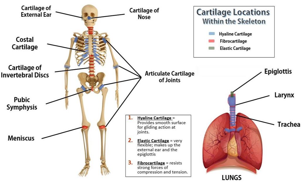 fibrocartilage diagram