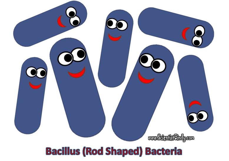 diagrams of bacteria shapes rod shaped