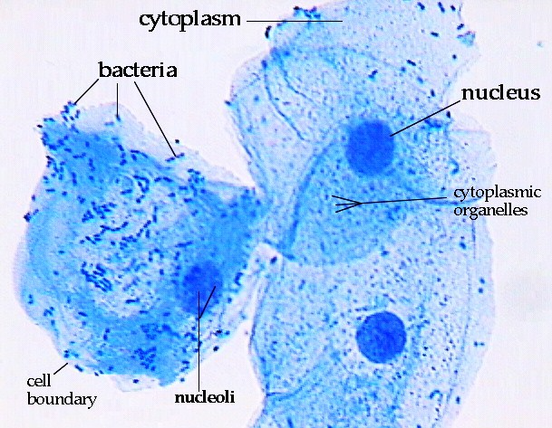 Epithelial Tissues - SCIENTIST CINDY