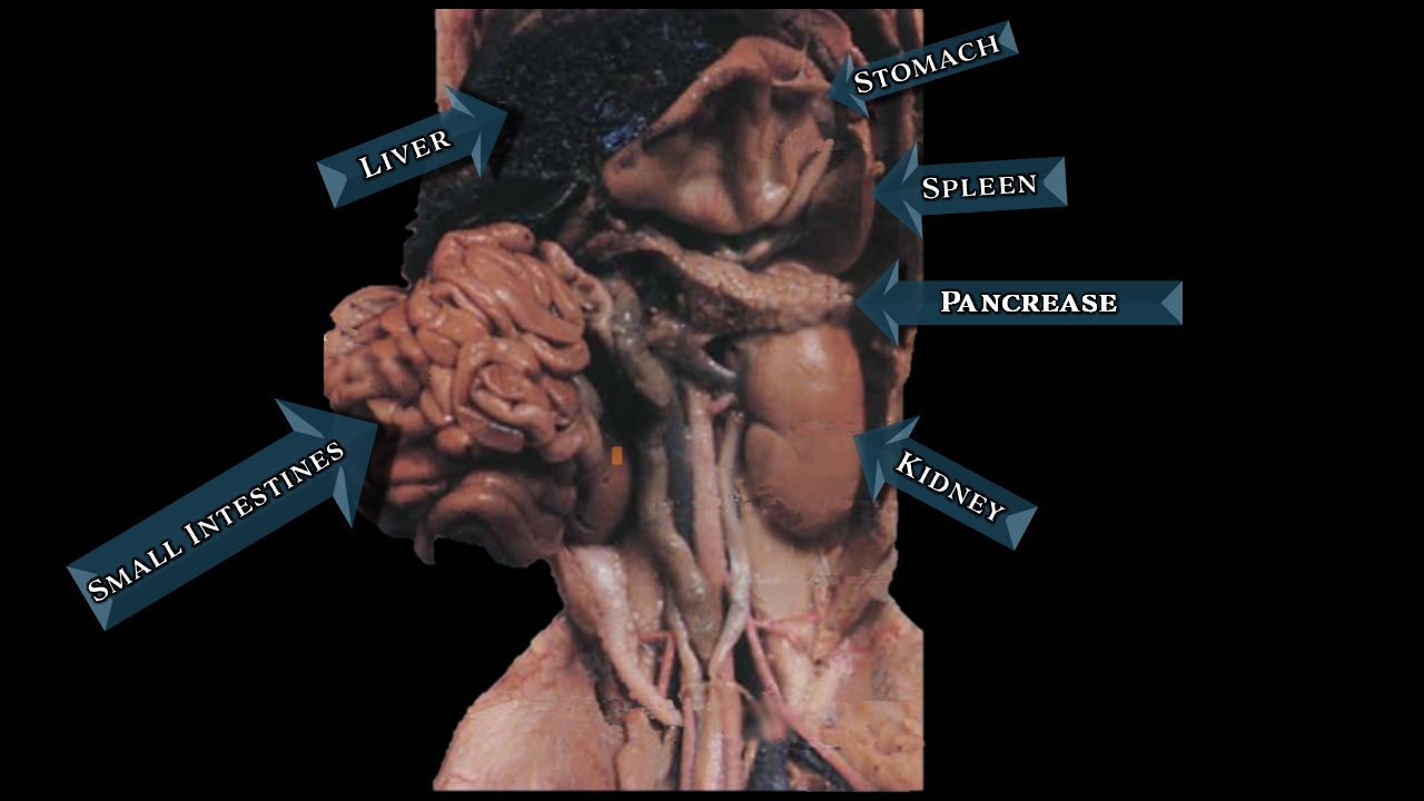 fetal pig brain diagram