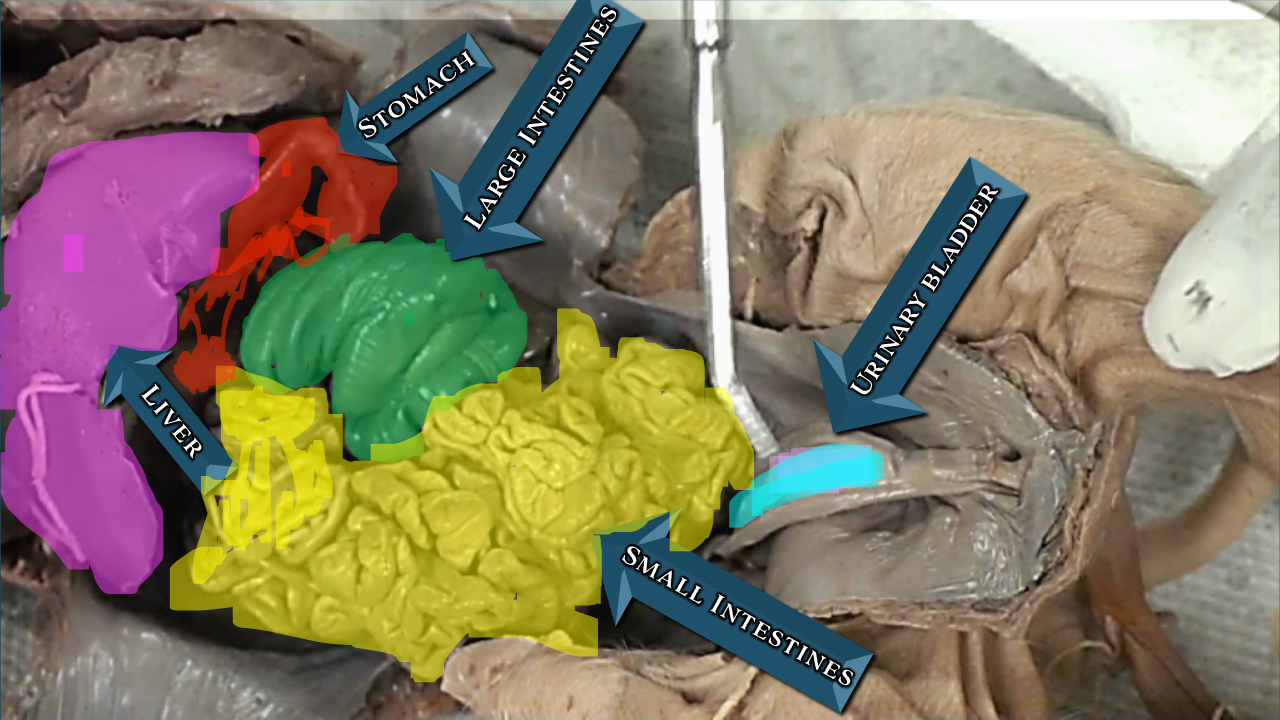 fetal pig digestion fetal pig dissection diagram