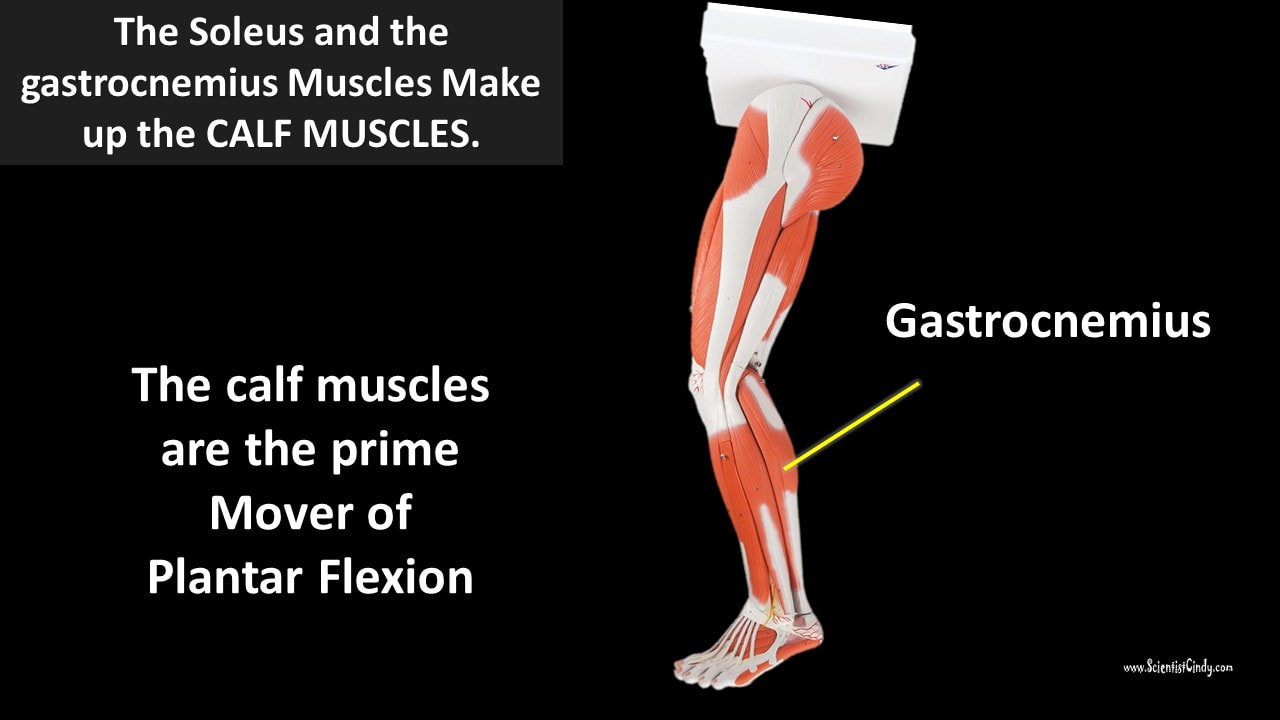 Poliquin® on X: One of the most undertrained muscle groups is the calf  muscle. Having strong calves is important because the gastrocnemius muscle  of the calf plays a role in stabilizing the
