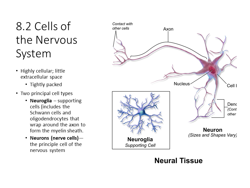 Cells of the Nervous System - TeachMePhysiology