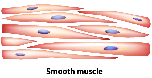 smooth muscle contraction animation