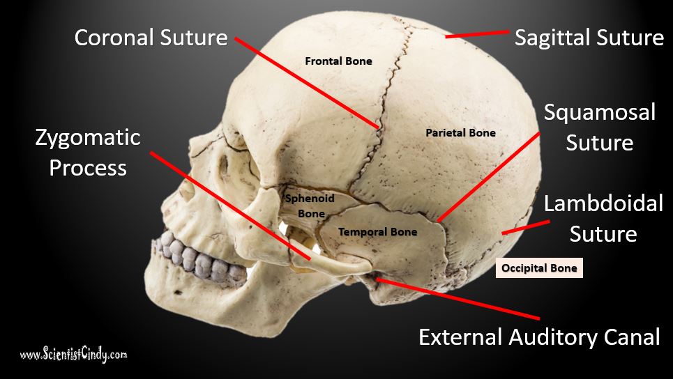 skull bones and sutures