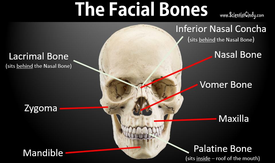 bones of the face and skull