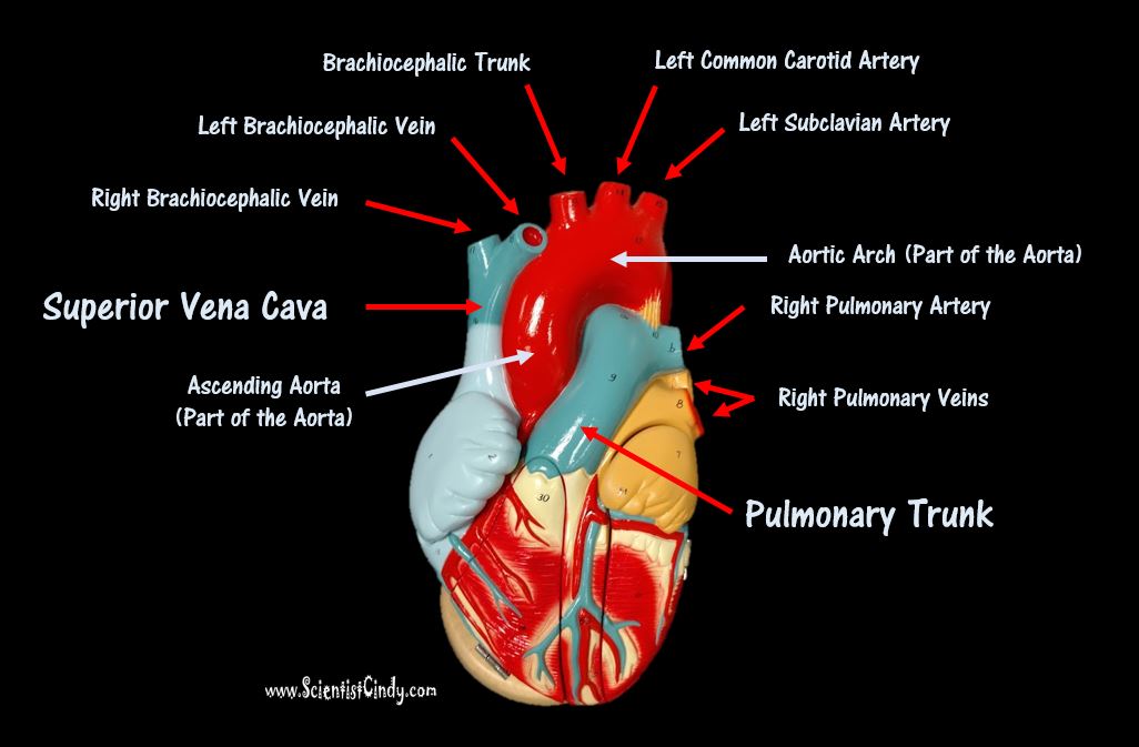 subclavian vein heart